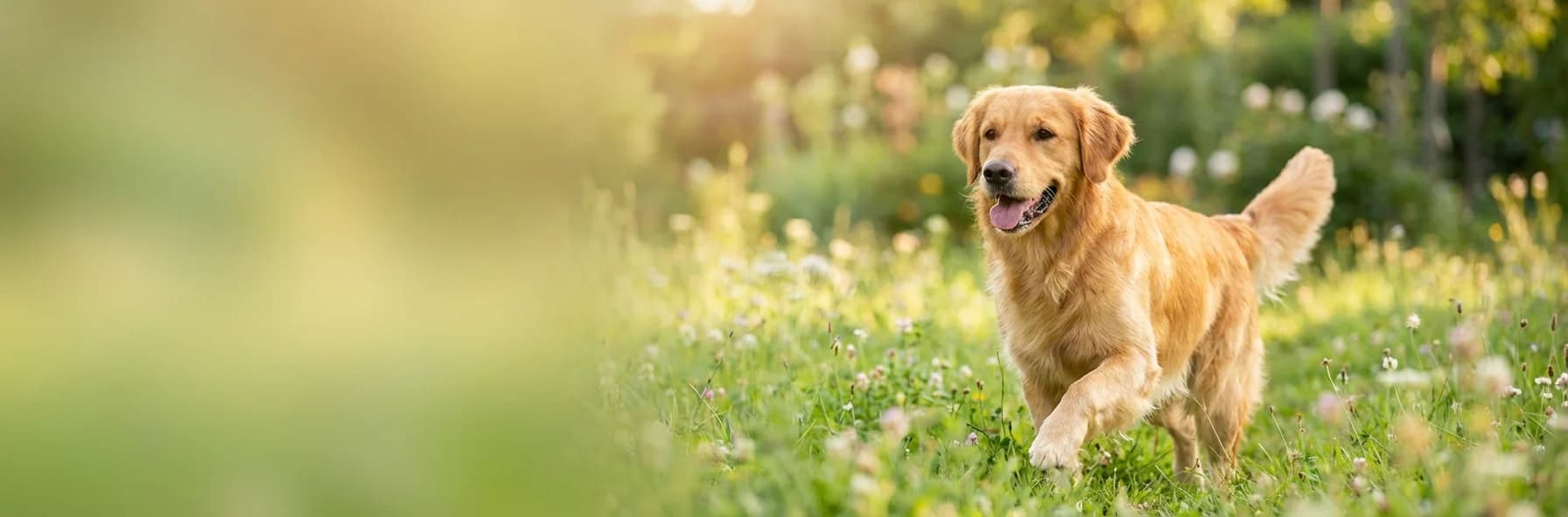 Simparica TRIO — Allt-i-Ett Skydd